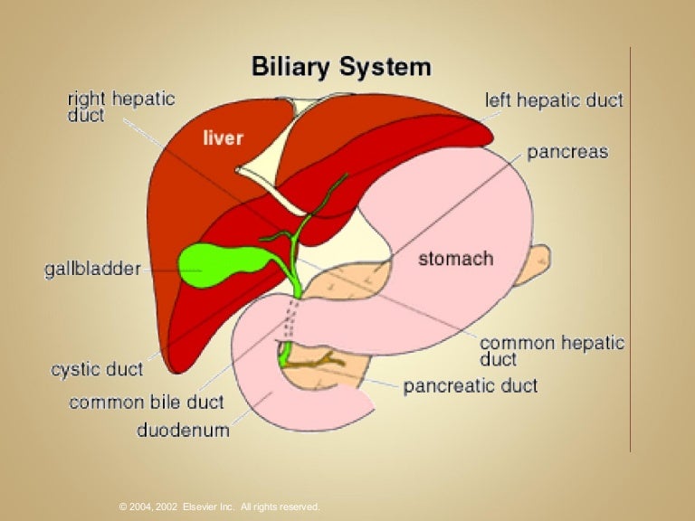 enzymatic liver diagram wiring diagrams control Nephron Diagram enzymatic liver diagram wiring diagrams lose liver segments diagram chapter31 liver liver body map enzymatic liver